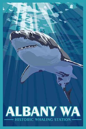3163 Shark Albany Discovery