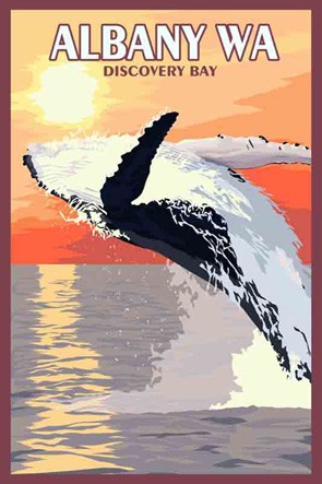 3610 Breaching Whale Albany Discovery