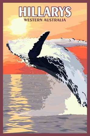 3611 Breaching Whale Hillarys