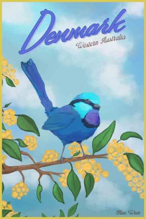 38900 Blue Wren w_Wattle Denmark WA