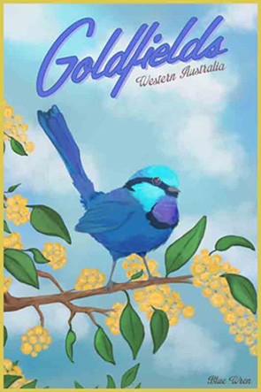 38902 Blue Wren Wattle Goldfields WA
