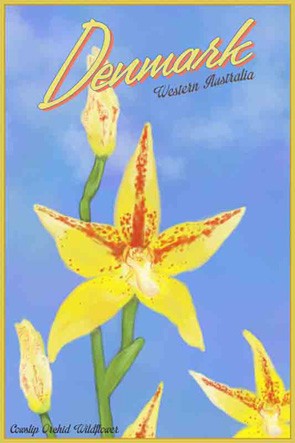 39700 Cowslip Orchid Denmark