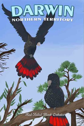 42900 Red Tailed Black Cockatoo Darwin NT