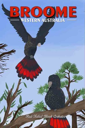 42901 Red Tailed Black Cockatoo Broome WA
